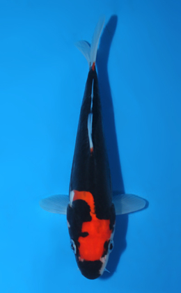 Beni Kumonryu - koi #x0428a038