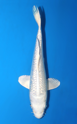 Ginrin Platium - koi #x0428a040