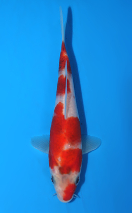 Aigoromo - koi #x0428a041