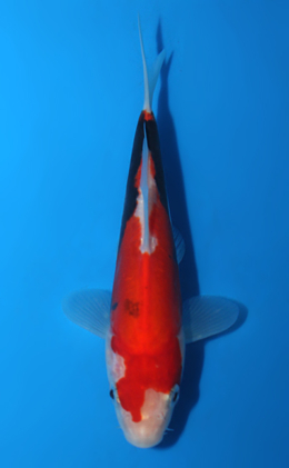 Beni Kumonryu - koi #x0428a042