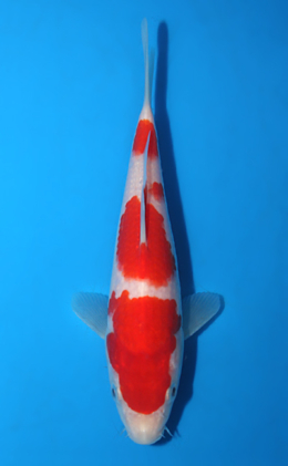 Kohaku - koi #x0428a043