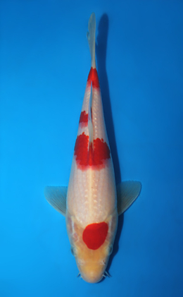 Kohaku - koi #x0428a044