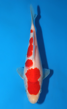 Kohaku - koi #x0428a045