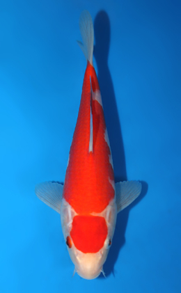 Kohaku - koi #x0428a046