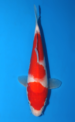 Kohaku - koi #x0428a047