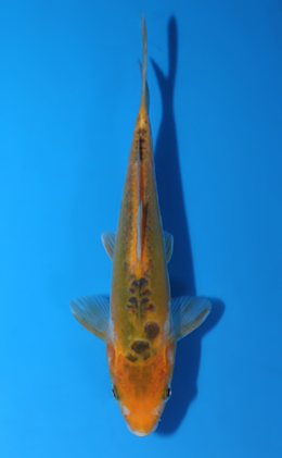 Midorigoi - koi #x0428a048