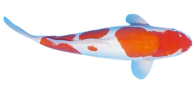 female-koi