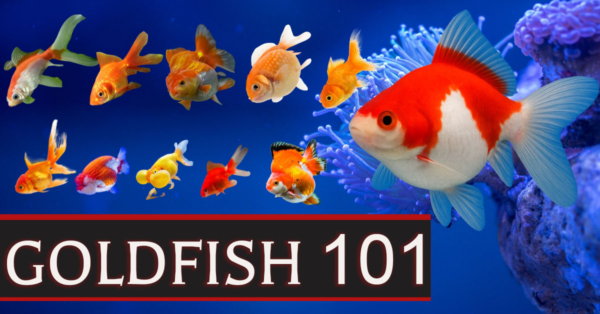 Goldfish 101: Size, Lifespan, Care Guide, Facts, & Goldfish vs Koi Comparison