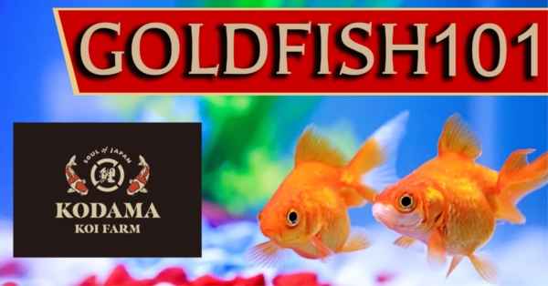 Goldfish 101: Size, Lifespan, Care Guide, Facts, & Goldfish vs Koi Comparison