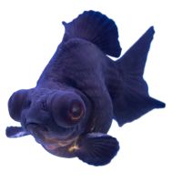 goldfish-black-moor