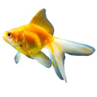 goldfish-fantail