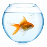 goldfish-in-aquariums