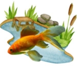 goldfish-in-pond
