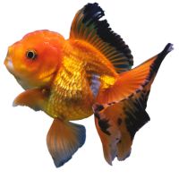 goldfish-oranda