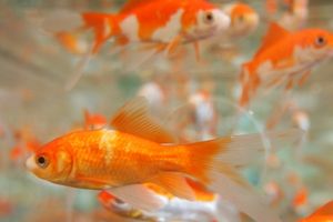 goldfish-origin (1)