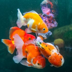 goldfish-origin