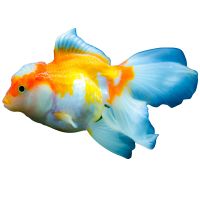 goldfish-ranchu