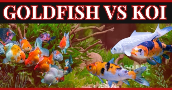 Goldfish 101: Size, Lifespan, Care Guide, Facts, & Goldfish vs Koi Comparison