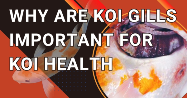 Why Koi Gills Are Vital for Koi Health
