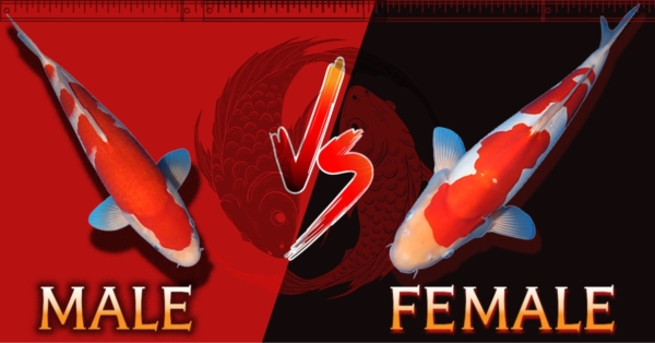 Male vs Female Koi Fish: How to Identify Gender and Koi Sexing Tips