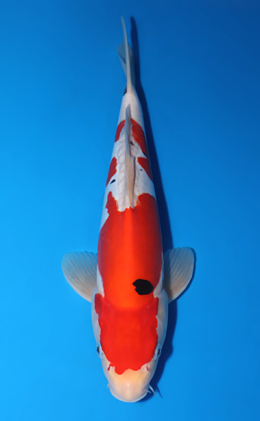 Doitsu Sanke - koi #x0429a003-re