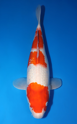 Kohaku - koi #x0429a004-re