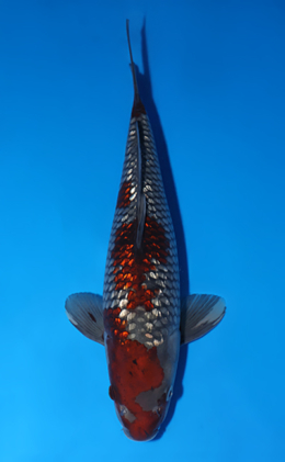 Ginrin Ochibashigure - koi #x0429a005-re