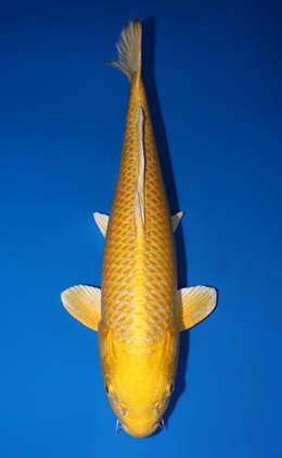 Ogon - koi #x0429a006-re