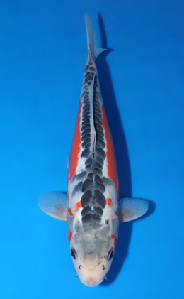 Shusui - koi #x0429a008-re
