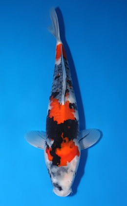 Showa - koi #x0429a009-re