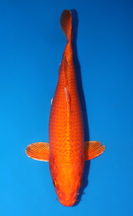 Orange Ogon - koi #x0429a010-re