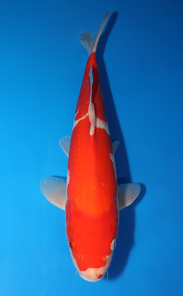 Kohaku - koi #x0429a012-re