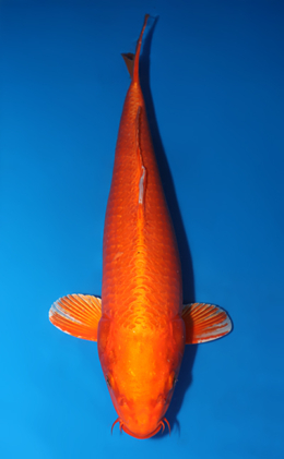 Orange Ogon - koi #x0429a013-re