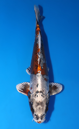 Kin Kikokuryu - koi #x0429a014-re