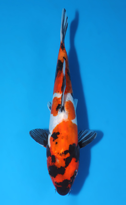 Doitsu Showa - koi #x0429a015-re