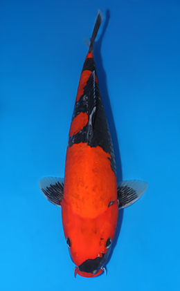Goshiki - koi #x0429a016-re