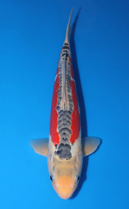 Shusui - koi #x0429a017-re