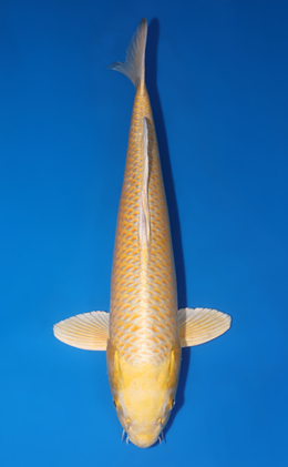 Ogon - koi #x0429a018-re