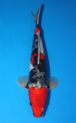 Showa - koi #x0429a019-re