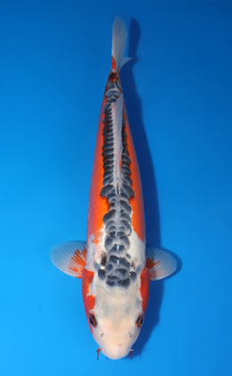 Shusui - koi #x0429a022-re