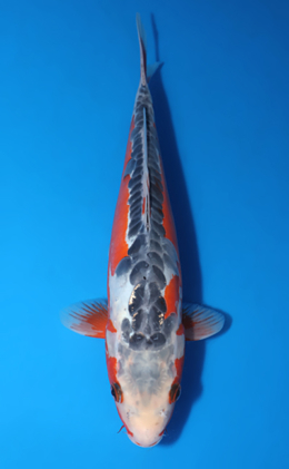 Shusui - koi #x0429a024-re