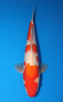 Ginrin Kohaku - koi #x0429a025-re