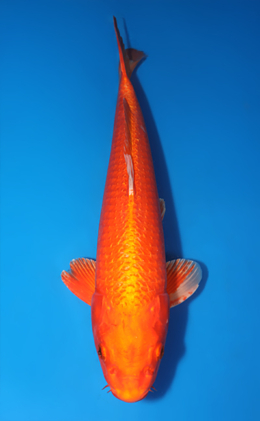 Orange Ogon - koi #x0429a026-re