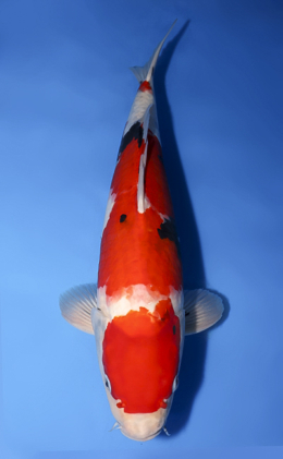 Showa - koi #x0430s002