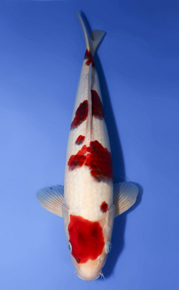Aigoromo - koi #x0430s004