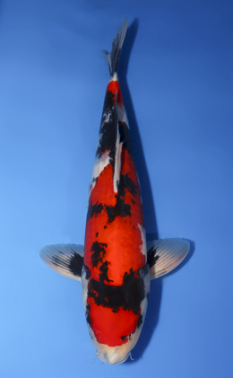 Showa - koi #x0430s007
