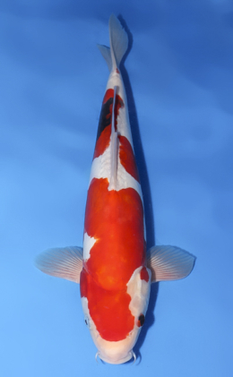 Doitsu Sanke - koi #x0430s011
