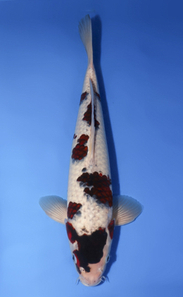 Budogoromo - koi #x0430s012