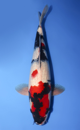 Showa - koi #x0430s015