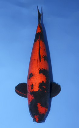 Hi Utsuri - koi #x0430s017